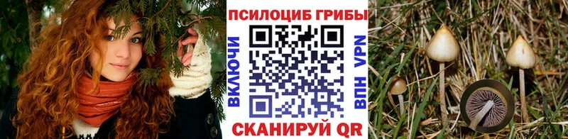 Галлюциногенные грибы Psilocybe  Купить где  Пикалёво 